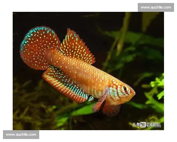 探秘五彩斑斓的斗鱼世界展现自然水域中的生命艺术